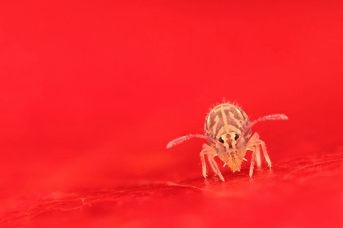 Exemple de photo réalisée à l'aide du focus stacking