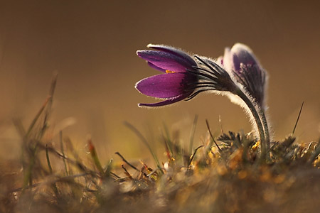 Les bases de la macrophoto - Clément Wurmser