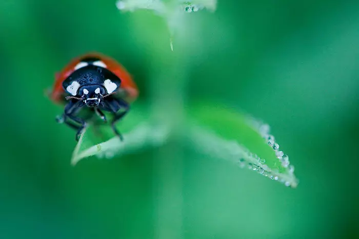 Coccinelle