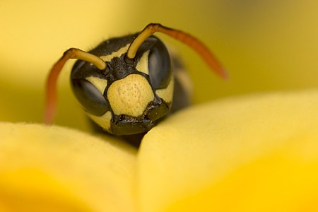 Comment faire de la macro - Clément Wurmser