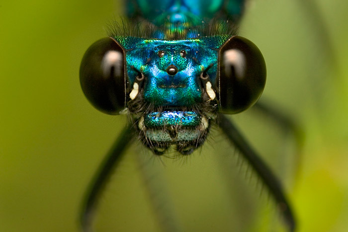Proxiphotographie - Clément Wurmser