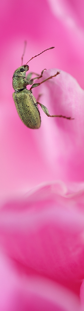 Coccinelles, scarabées ...